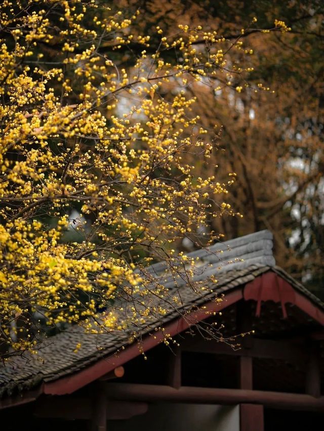 成都｜浣花溪公園的蠟梅開了