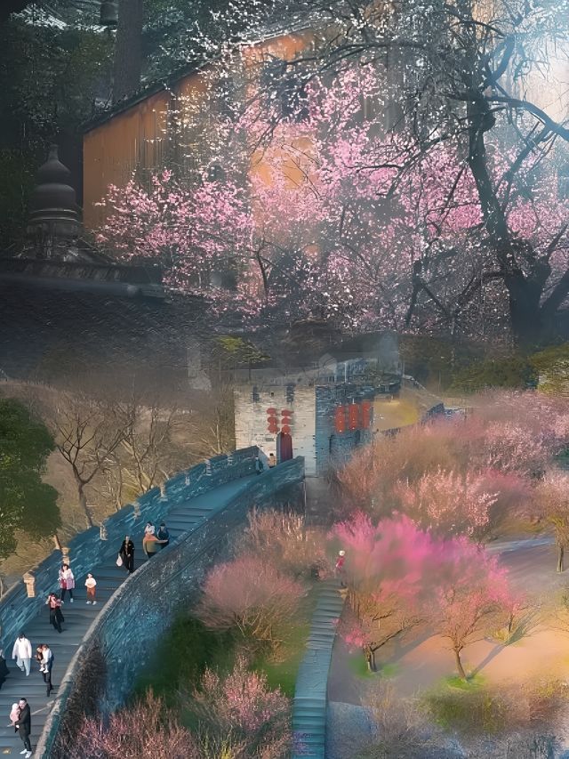 立春已至，梅花正悄然绽放，你的赏梅計劃提上日程了嗎？