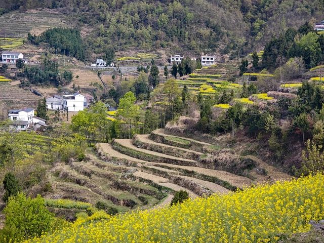 徜徉月河川道，賞清代鳳堰古梯田油菜花海