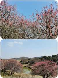 春遊記 沉醉在這一池碧水藍天中