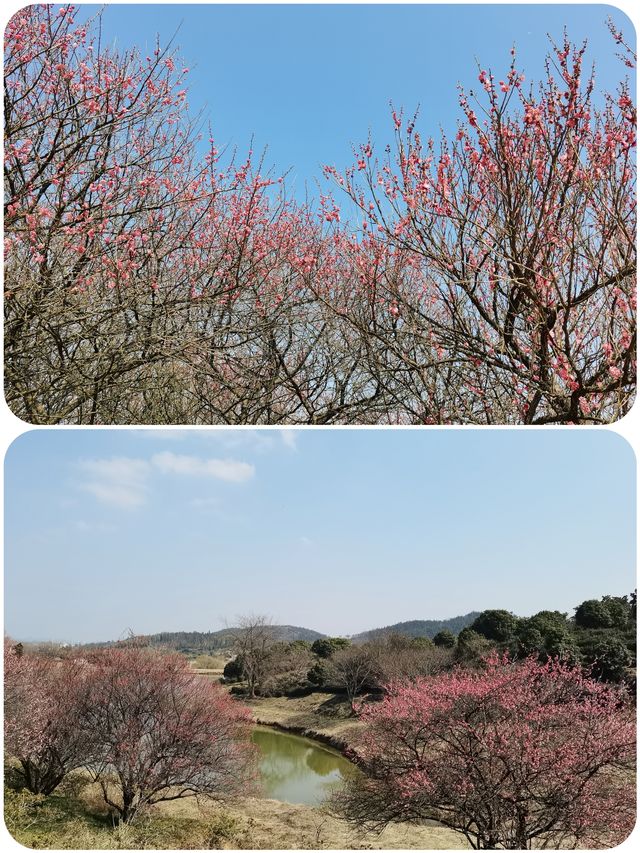 春遊記 沉醉在這一池碧水藍天中