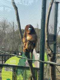 終於帶兒子來寧波野生動物園玩了