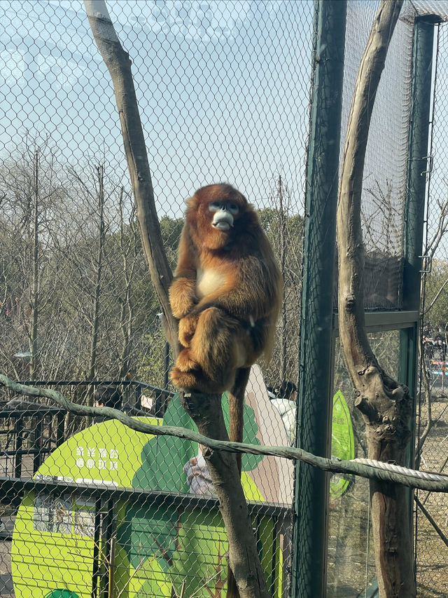 終於帶兒子來寧波野生動物園玩了