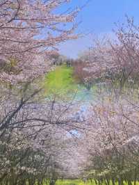 錯過再等一年：貴州安順平壩的櫻花盛景