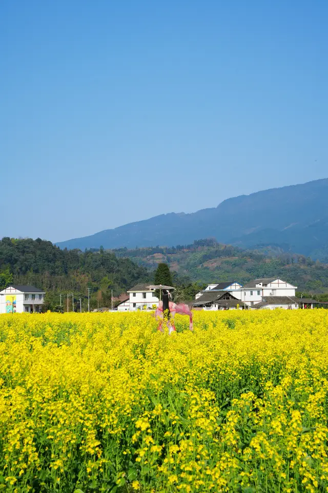 Spring in the rapeseed flower sea awaits you in Hongya!