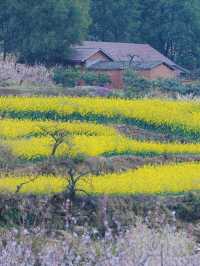 上春山 賞春花 荣縣五里坡春色撩人