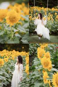 🌻The sunflower's final blooming period❗️Miss it and wait a year❗️