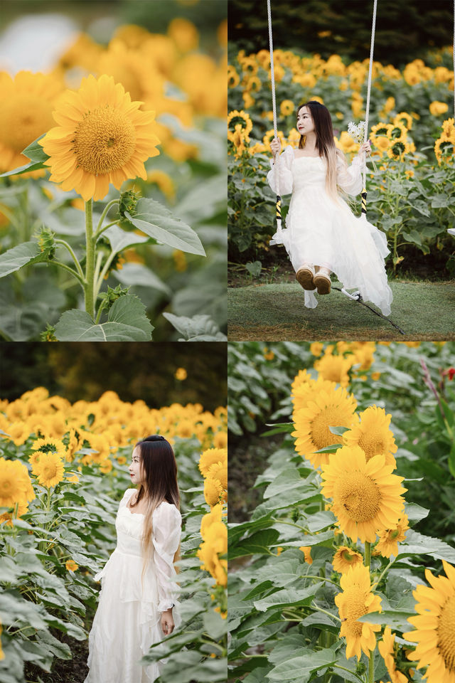 🌻The sunflower's final blooming period❗️Miss it and wait a year❗️