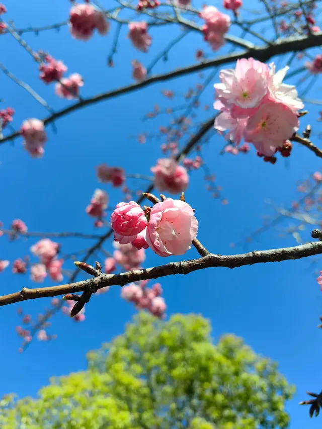 千萬不要錯過大理寶藏景點|崇聖寺三塔