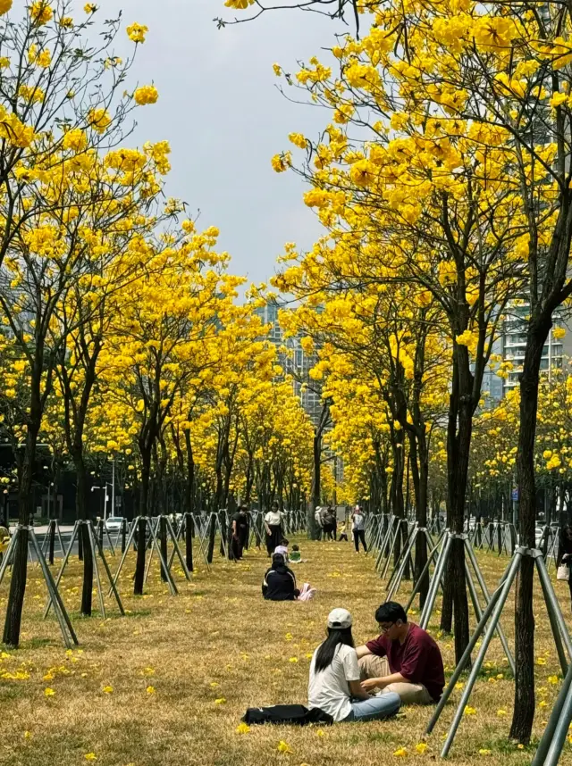 The yellow flower seas in Guangzhou are truly a unique romantic existence