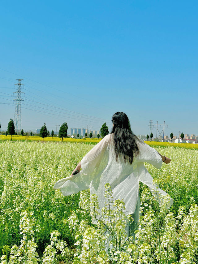 親子一日遊|誰還沒有去洋縣看油菜花海