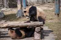 要看大熊猫，我推薦臥龍神樹坪基地