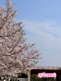 Sakuras making Gucun Park feel like a movie🌸