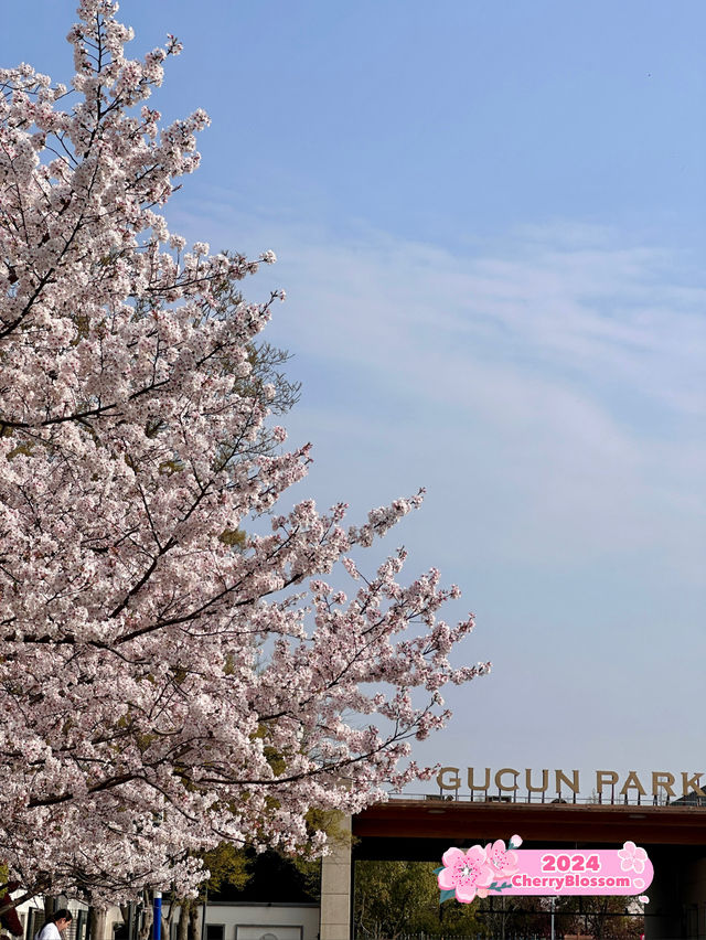 Sakuras making Gucun Park feel like a movie🌸