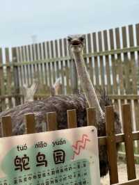 比迪士尼還好玩娃已經不想回家了上海