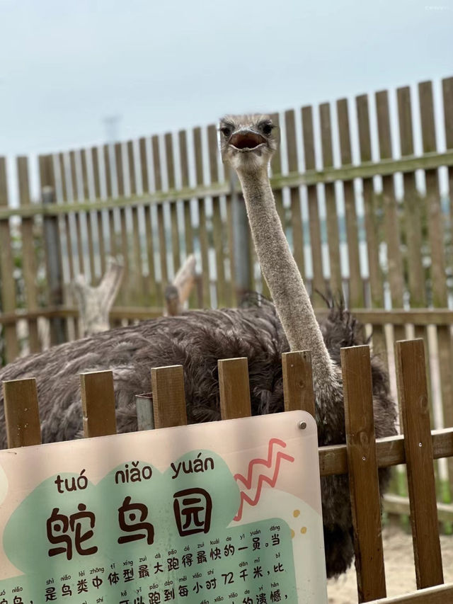 比迪士尼還好玩娃已經不想回家了上海