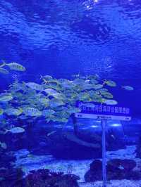 探索海洋奧秘，盡在上海海昌海洋公園