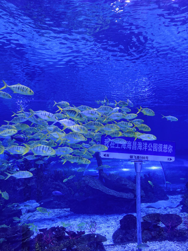 探索海洋奧秘，盡在上海海昌海洋公園