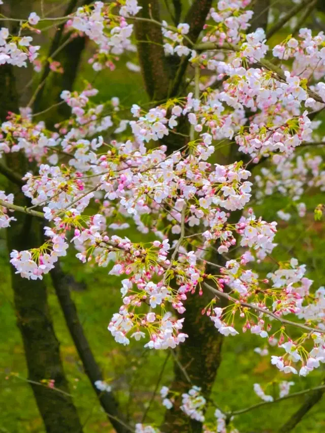 When 700,000 cherry trees bloom in Pingba, Guizhou, romance becomes an ocean!