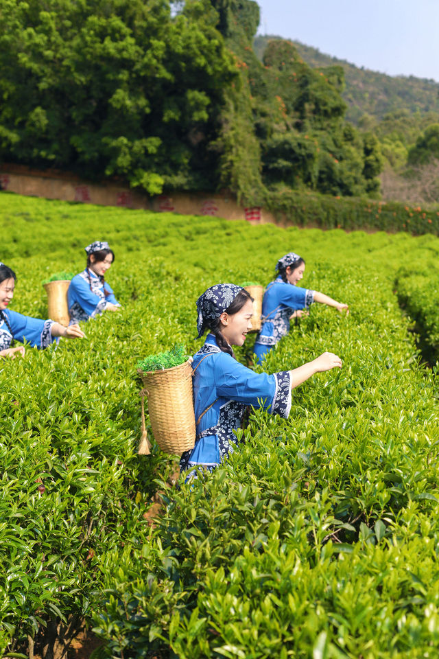 隱藏在梅州的一處絕美景點—雁南飛