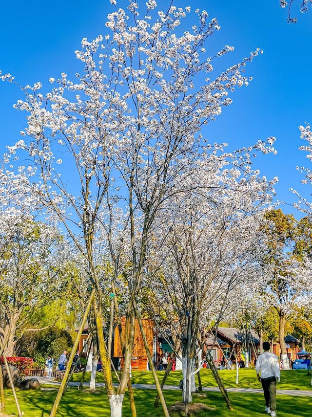 上海野生動物園露營賞櫻花，好惬意