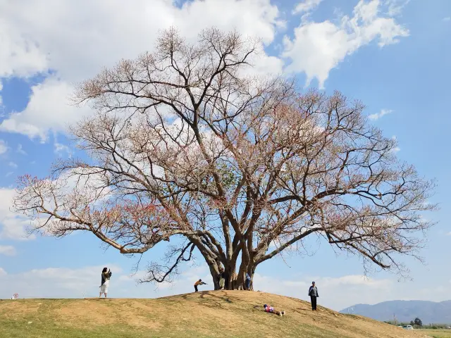 After living in Dali for three years, here are my favorite mountain climbing and viewing spots recommended!