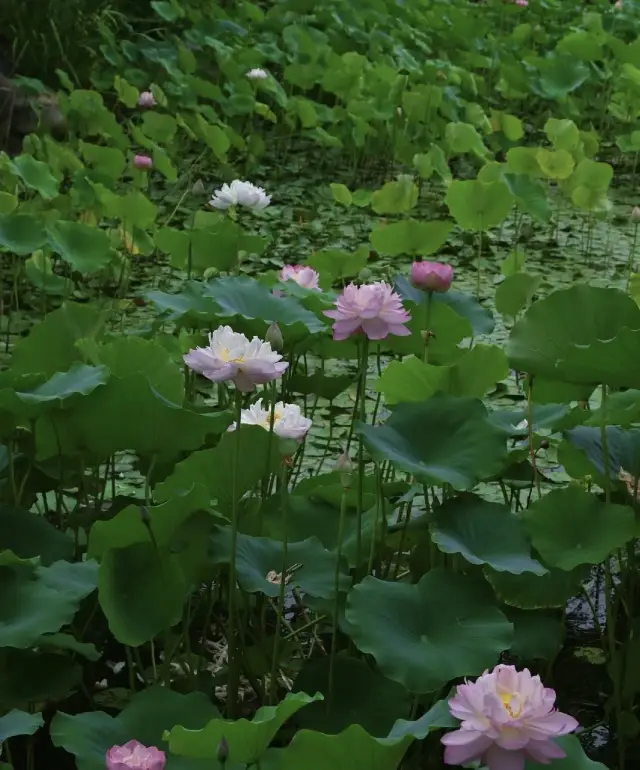 濟寧一孔孟之鄉，運河之都