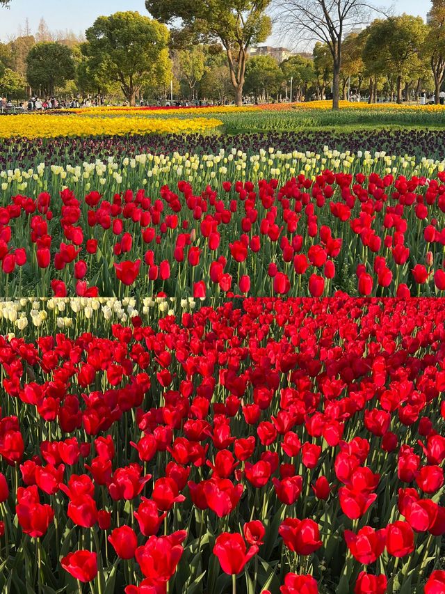 醉美花季：暢遊大寧公園