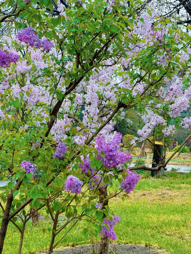 北京春日游园記 11｜景山公園