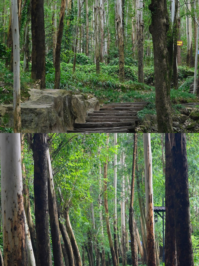小川西秘境高山草甸見牛羊拍照yyds跟著找到馬邊這處未開發的