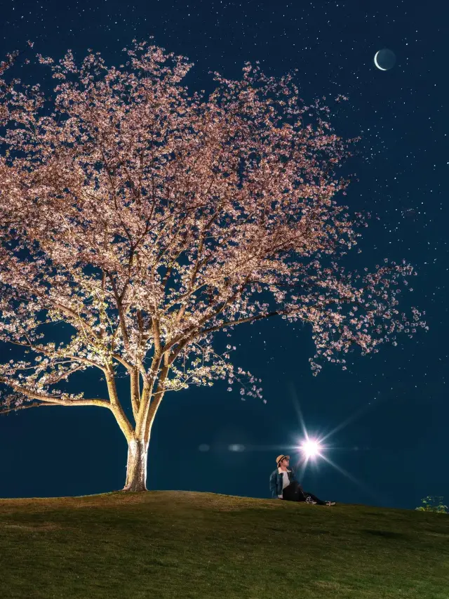 Take one more look at the cherry blossoms in Hangzhou