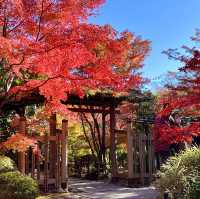 Immersed in red maple leaves 