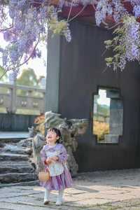 春遊記 | 上海470歲的紫藤花開滿附攻略
