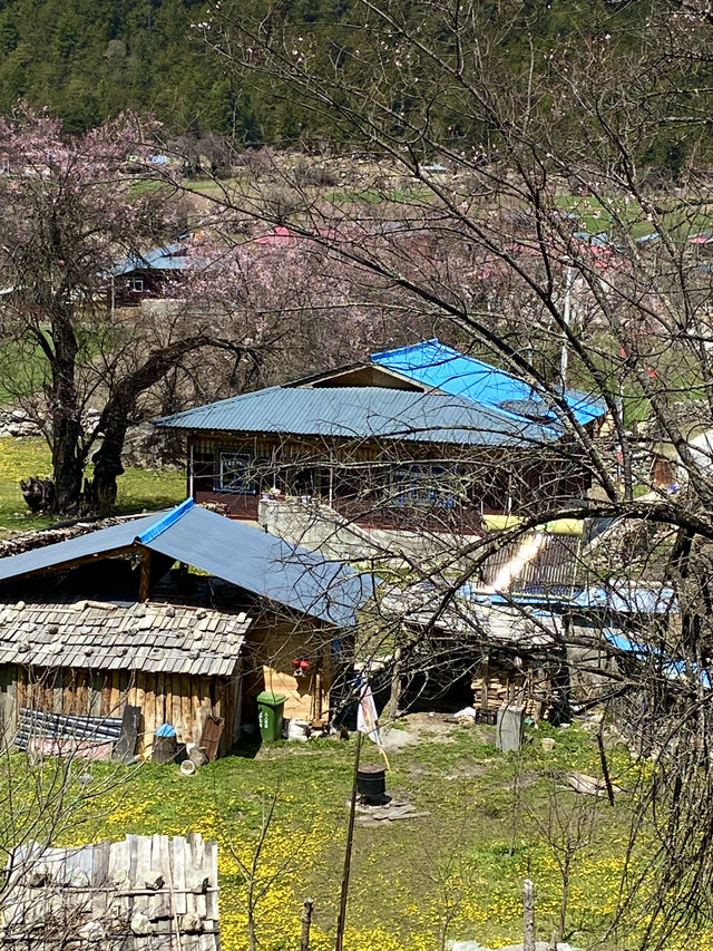 朗秋村位於朗秋冰川腳下，G318國道旁的這個地方是不容錯過的人間仙境