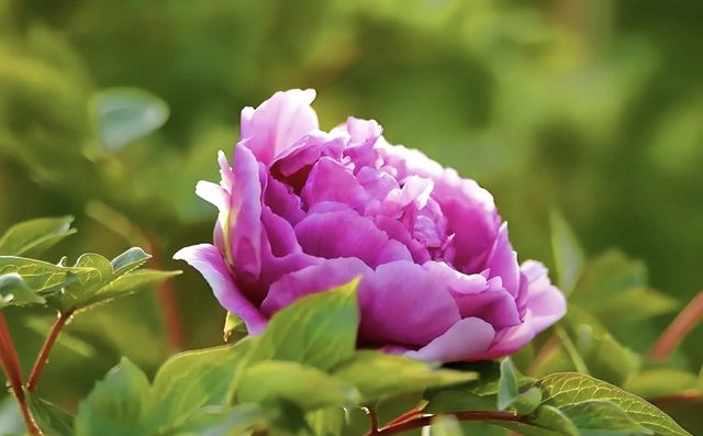 花開時節動塞外：國色天香了300多年的陪嫁牡丹