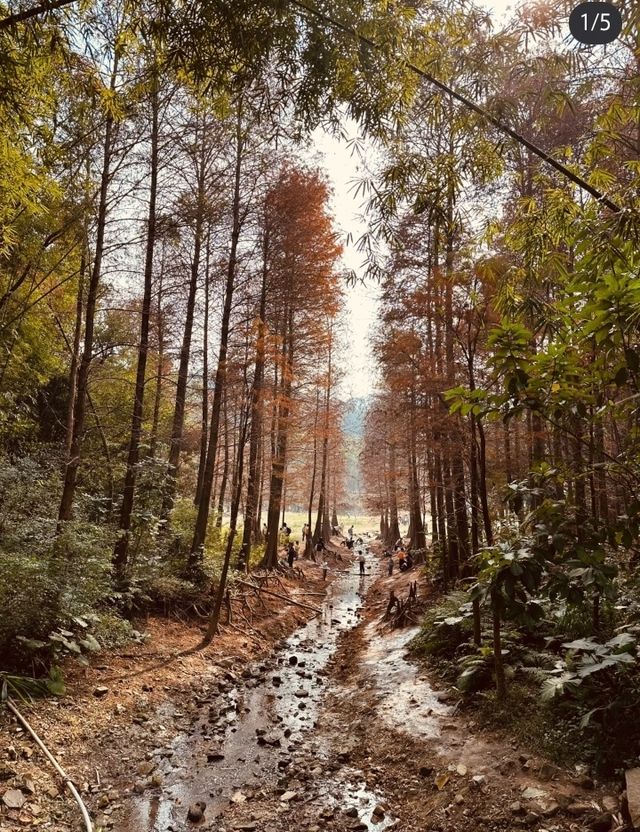 落羽杉紅了！藏在廣州市區的冬日童話森林等了一年