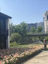 上海市區的壯觀月季花海