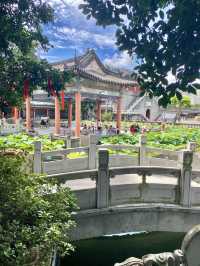 誤入藕花深處，深圳小蘇杭，古城荷花