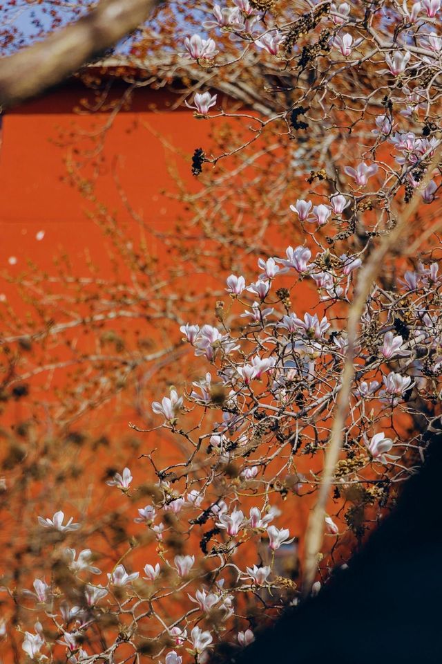 山西·太原|碑林公園打卡