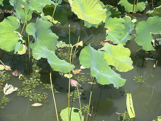 夏日荷花別樣紅，相約在永康香樟公園看荷