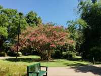 Beautiful City Botanic Gardens Brisbane 🌺🌳