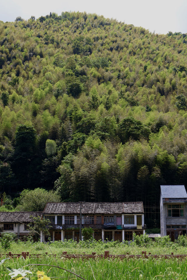 如果你自駕遊來溫州,一定要去山區尋找秋天的美景。