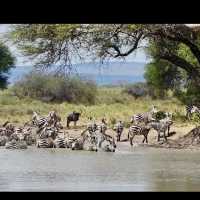 Tarangire national park wildlife 