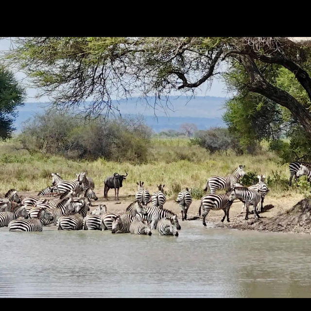 Tarangire national park wildlife 