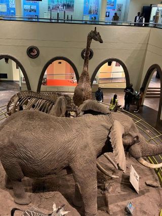 A must-visit in Kenya, kids will love it! 