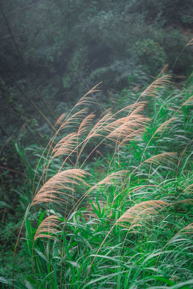 衡山竹海，十一避世秘境。