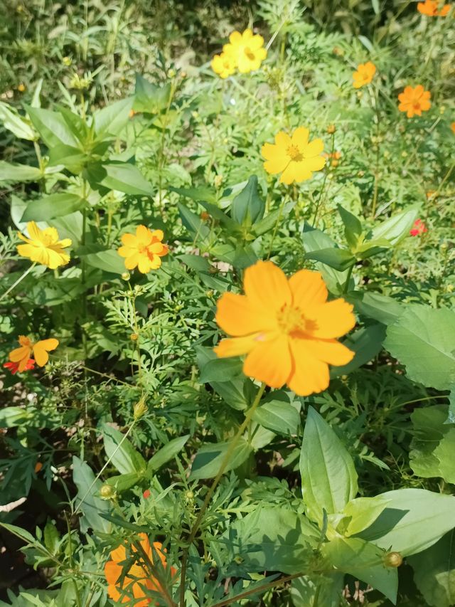 秋日逛公園之西青郊野公園。
