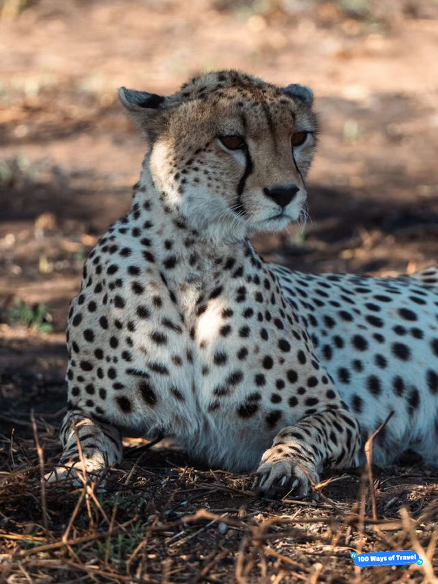 Exploring Serengeti National Park: A Wildlife Wonderland