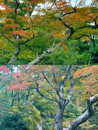 京都賞楓圖鑑：寶嚴院。