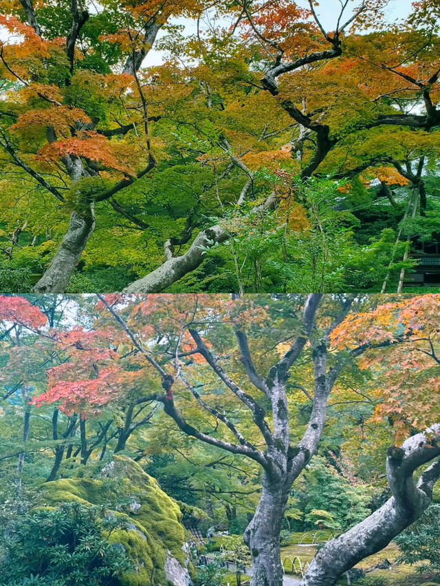 京都賞楓圖鑑：寶嚴院。